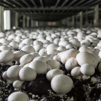 Mushroom Farmers Entrepreneurs